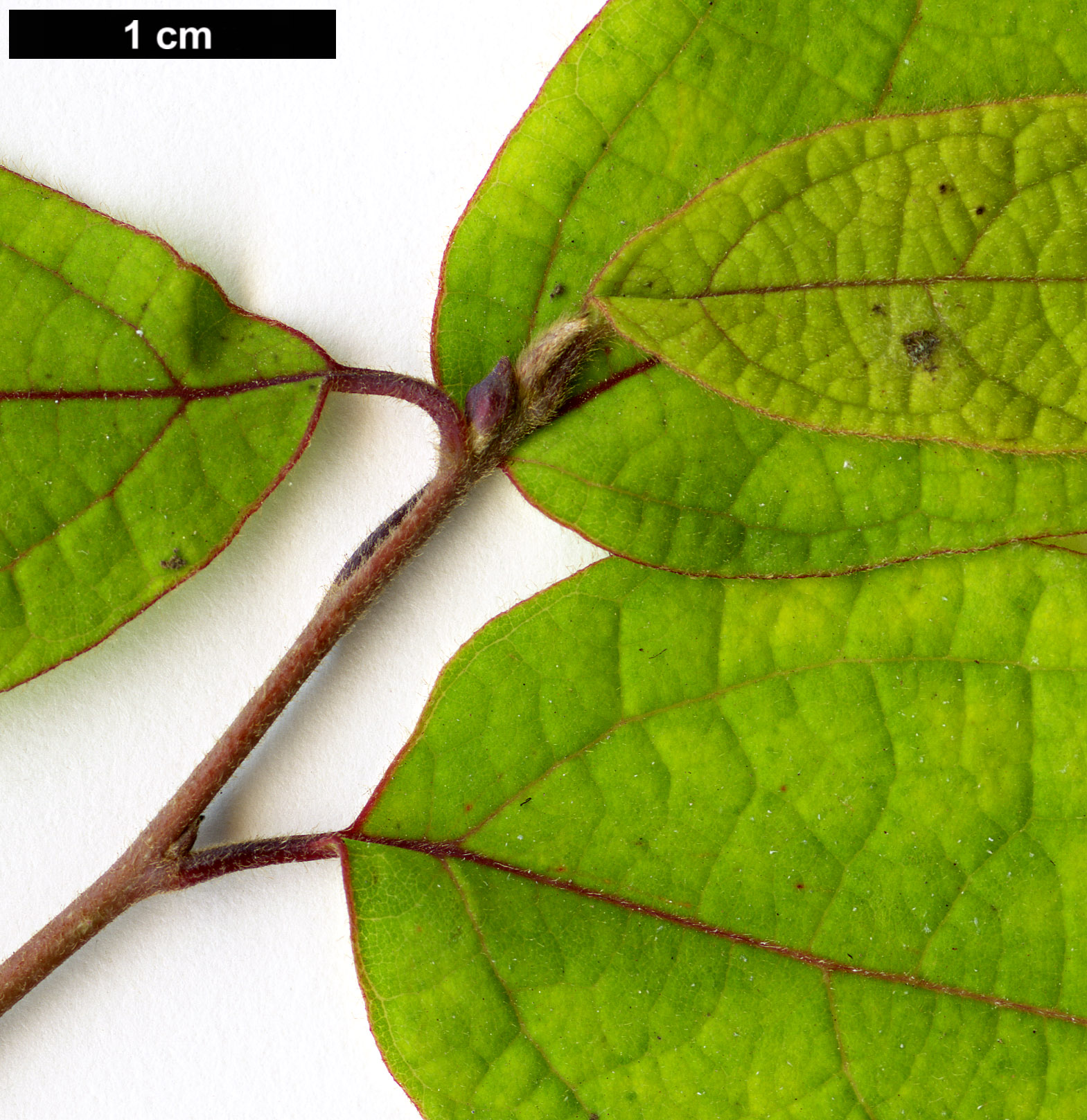 High resolution image: Family: Lauraceae - Genus: Lindera - Taxon: melissifolia